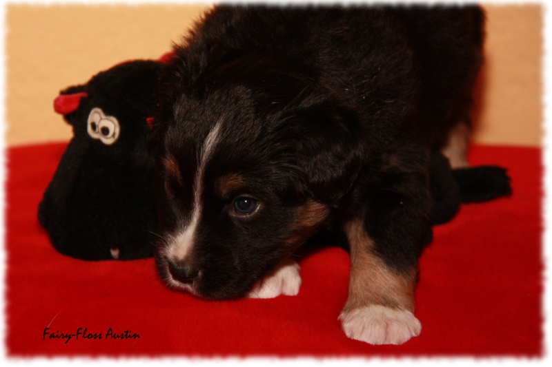 Mini Aussie Welpe - 24. Tag