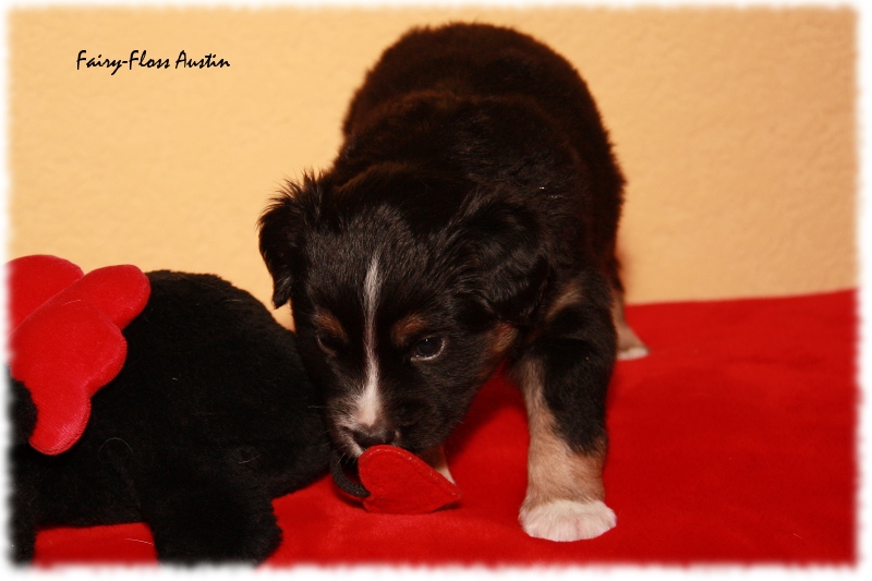 Mini Aussie Welpe - 24. Tag