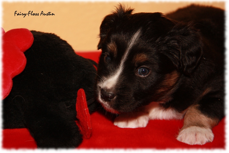 Mini Aussie Welpe - 24. Tag