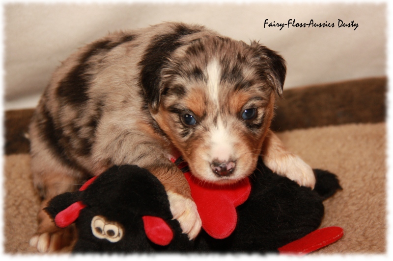 Mini Aussie Welpe - 24. Tag