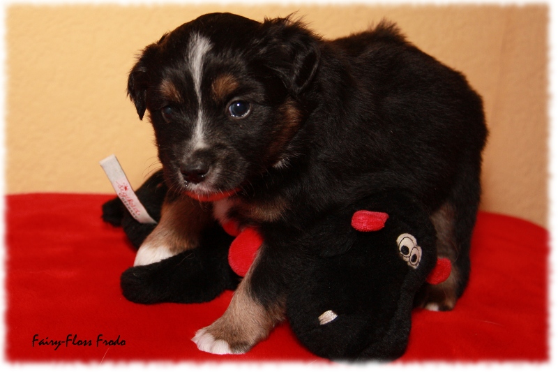 Mini Aussie Welpe - 24. Tag