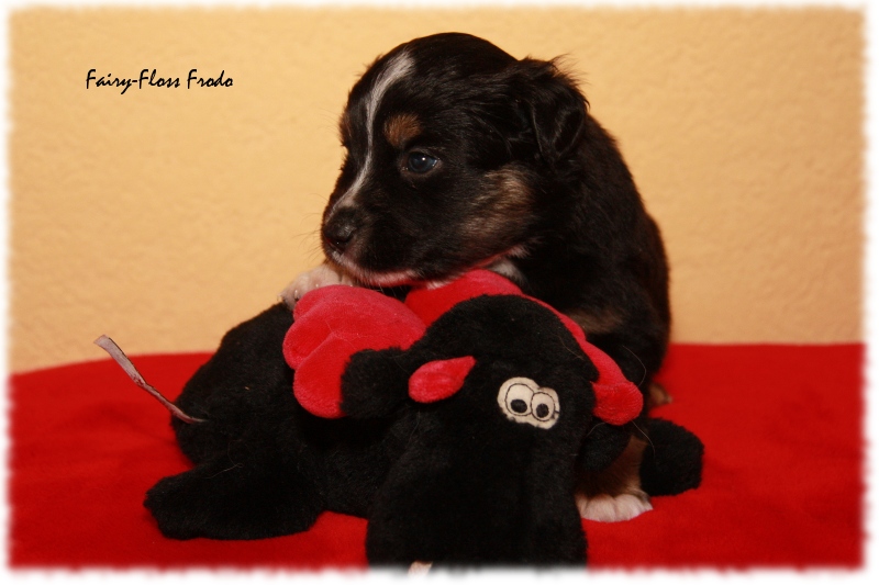 Mini Aussie Welpe - 24. Tag