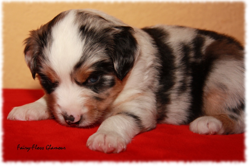 Mini Aussie Welpe - 24. Tag