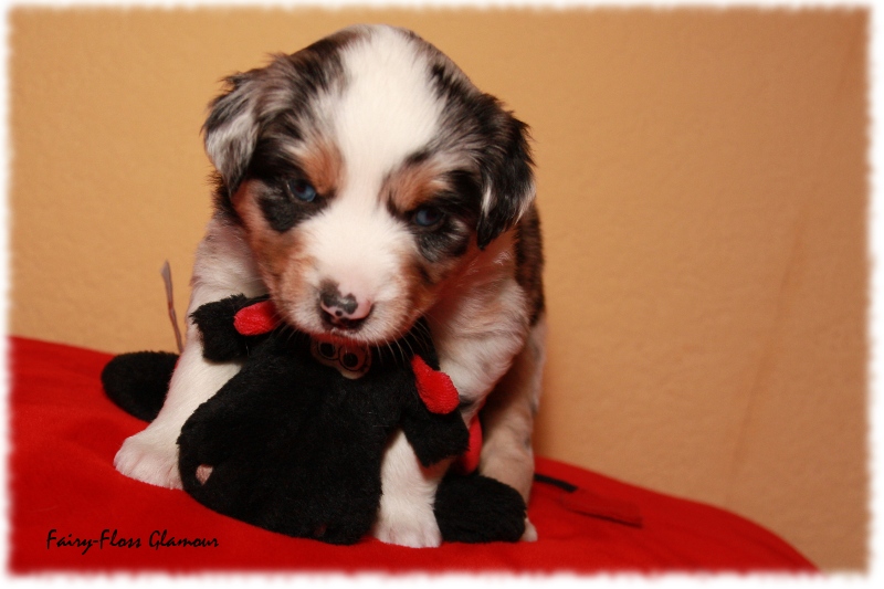 Mini Aussie Welpe - 24. Tag