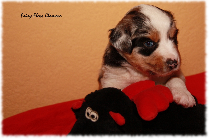 Mini Aussie Welpe - 24. Tag