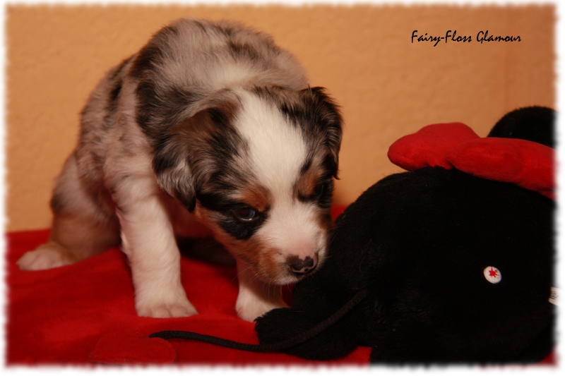 Mini Aussie Welpe - 24. Tag