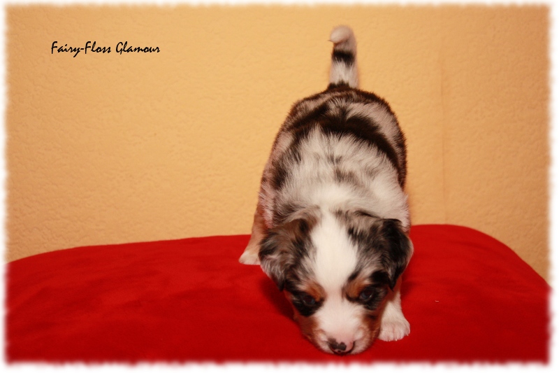 Mini Aussie Welpe - 24. Tag