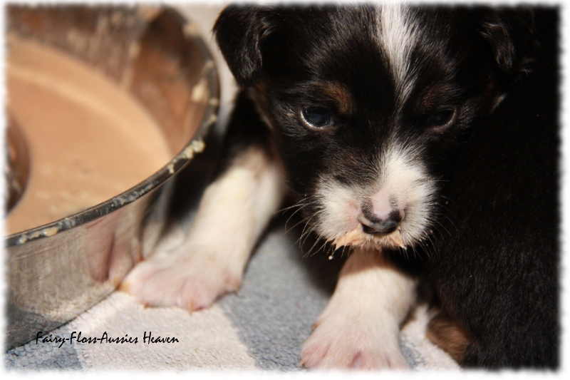 Mini Aussie Welpe - 24. Tag