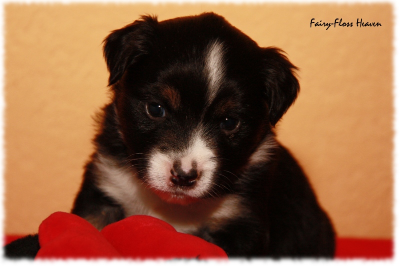 Mini Aussie Welpe - 24. Tag