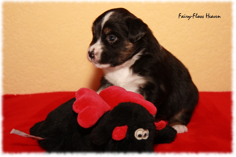 Mini Aussie Welpe - 24. Tag