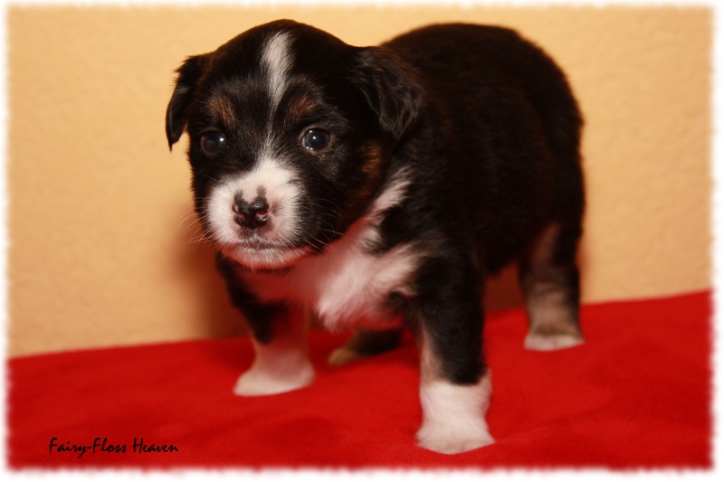 Mini Aussie Welpe - 24. Tag