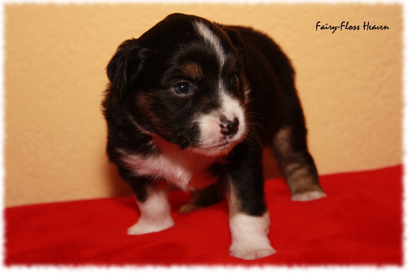 Mini Aussie Welpe - 24. Tag