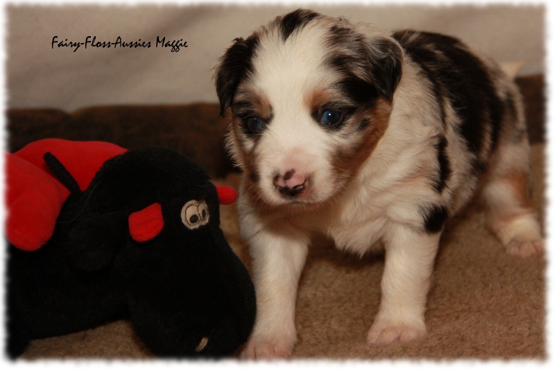 Mini Aussie Welpe - 24. Tag