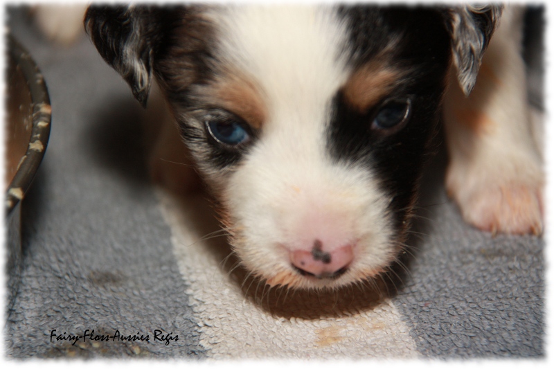 Mini Aussie Welpe - 24. Tag