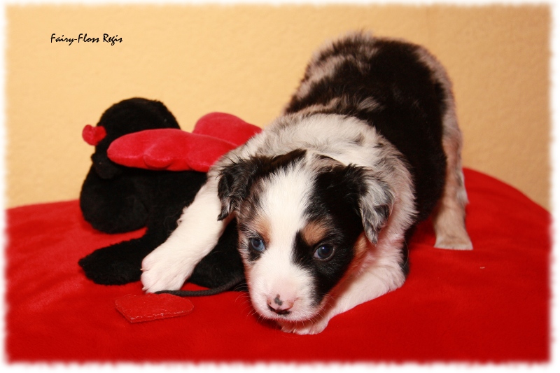 Mini Aussie Welpe - 24. Tag