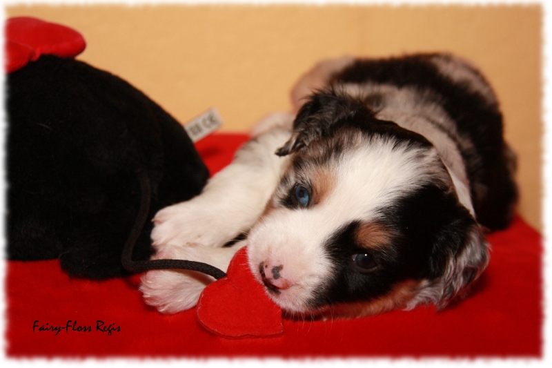 Mini Aussie Welpe - 24. Tag