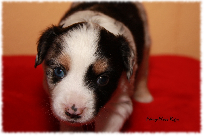 Mini Aussie Welpe - 24. Tag