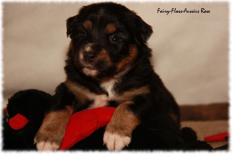 Mini Aussie Welpe - 24. Tag