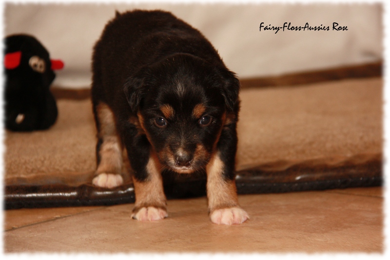 Mini Aussie Welpe - 24. Tag