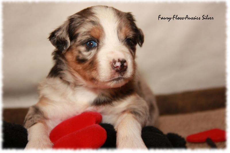 Mini Aussie Welpe - 24. Tag