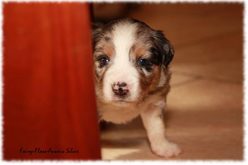 Mini Aussie Welpe - 24. Tag