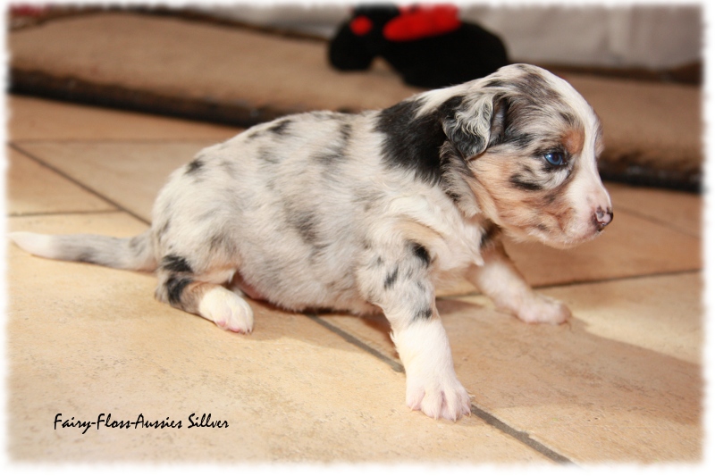 Mini Aussie Welpe - 24. Tag