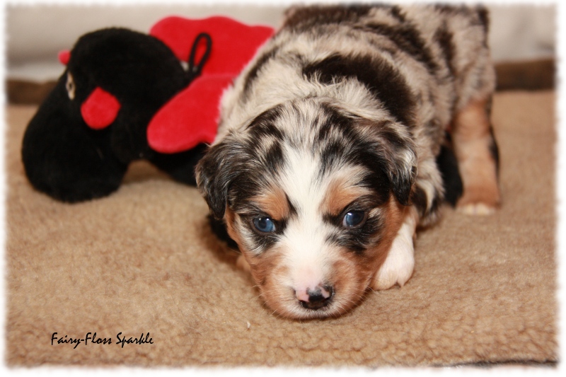 Mini Aussie Welpe - 24. Tag