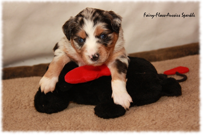 Mini Aussie Welpe - 24. Tag