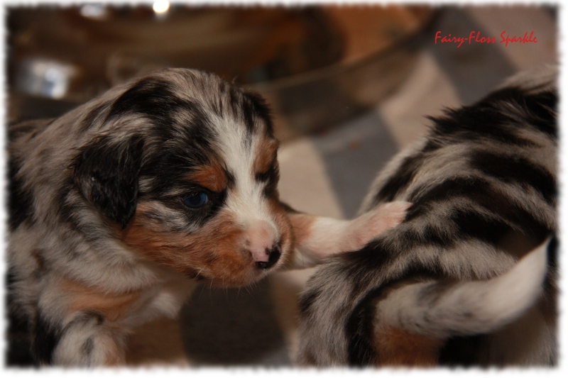 Mini Aussie Welpe - 24. Tag