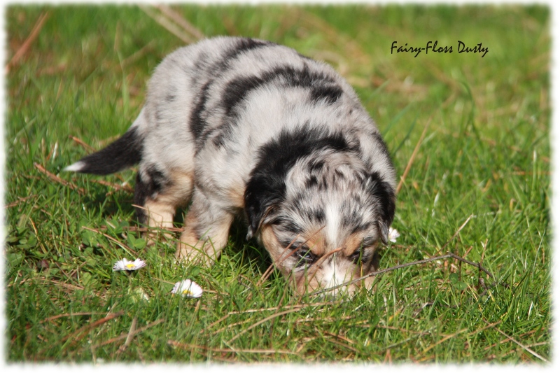 Mini Aussie Welpe - 33. Tag