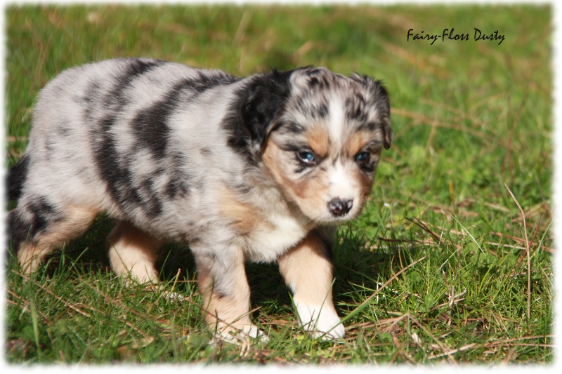 Mini Aussie Welpe - 33. Tag