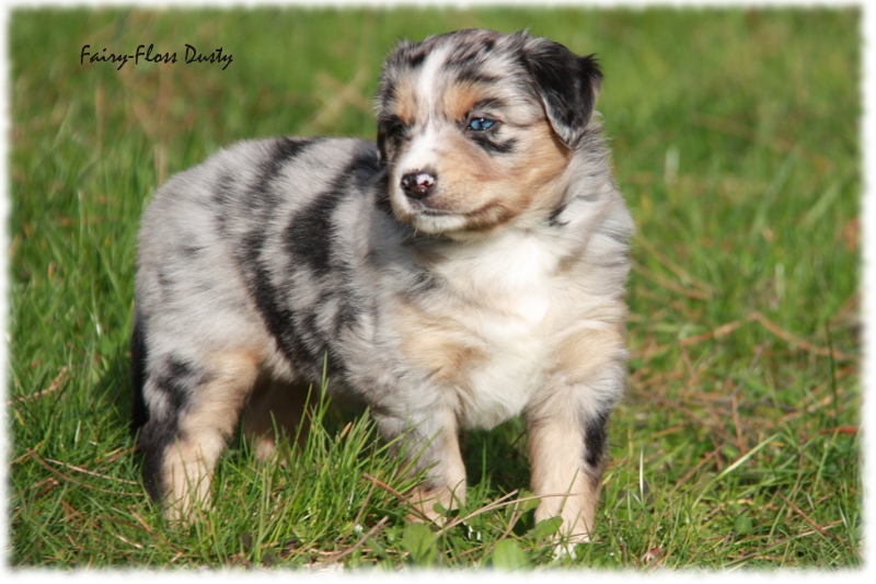 Mini Aussie Welpe - 33. Tag