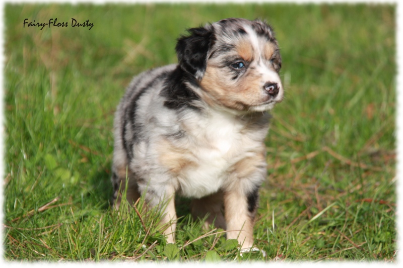 Mini Aussie Welpe - 33. Tag