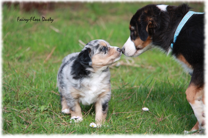 Mini Aussie Welpe - 33. Tag