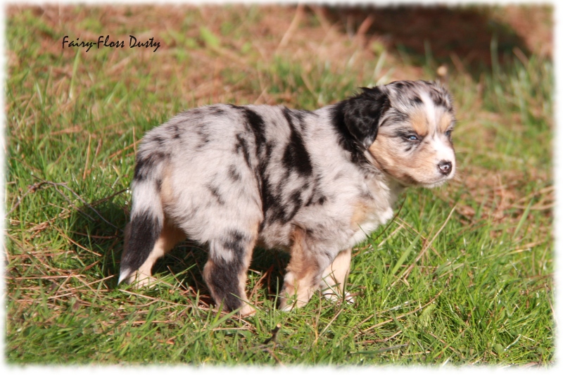 Mini Aussie Welpe - 33. Tag