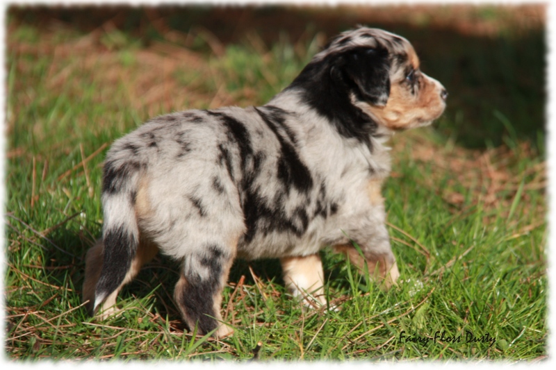 Mini Aussie Welpe - 33. Tag