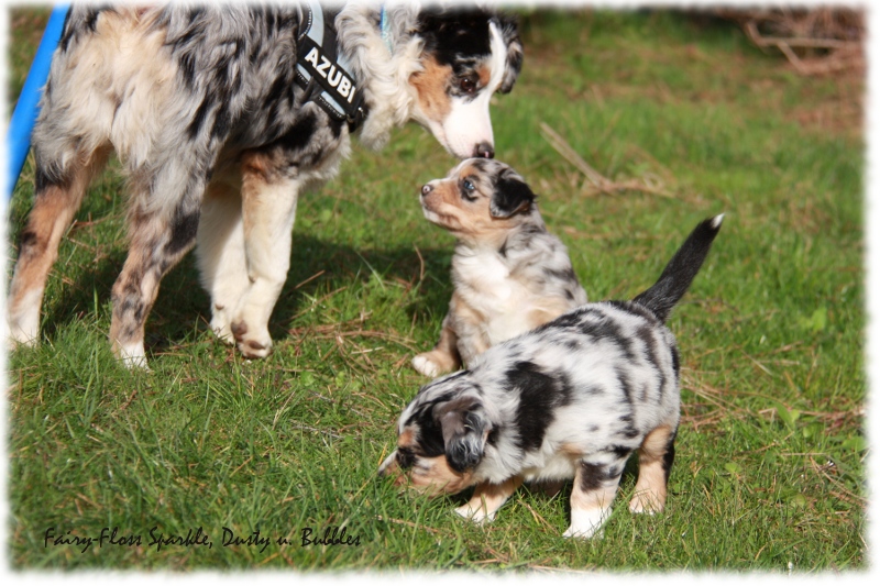 Mini Aussie Welpe - 33. Tag