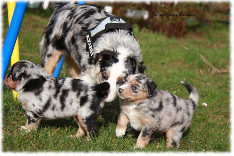 Mini Aussie Welpe - 33. Tag