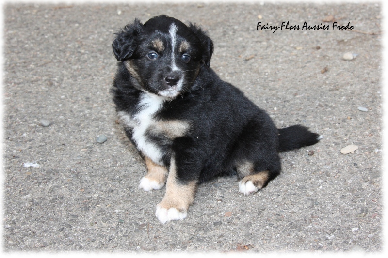 Mini Aussie Welpe - 33. Tag