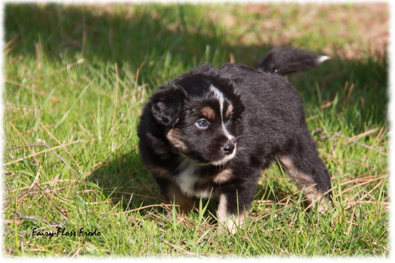 Mini Aussie Welpe - 33. Tag