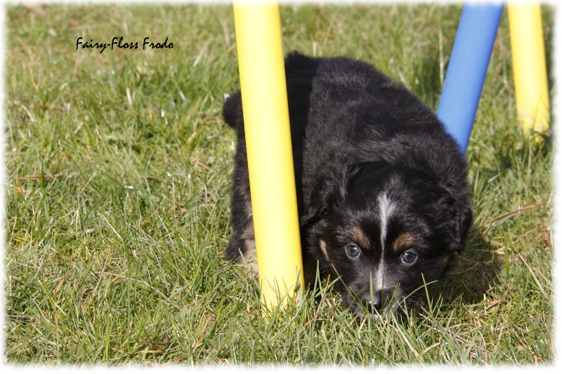 Mini Aussie Welpe - 33. Tag