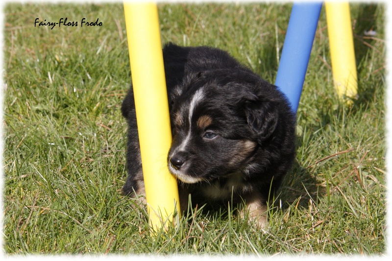 Mini Aussie Welpe - 33. Tag