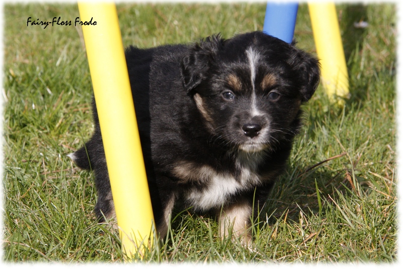 Mini Aussie Welpe - 33. Tag