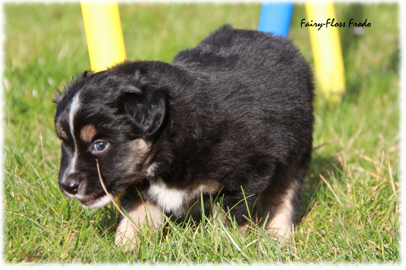 Mini Aussie Welpe - 33. Tag