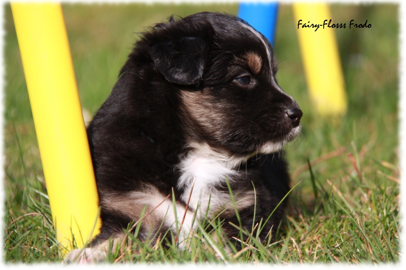 Mini Aussie Welpe - 33. Tag