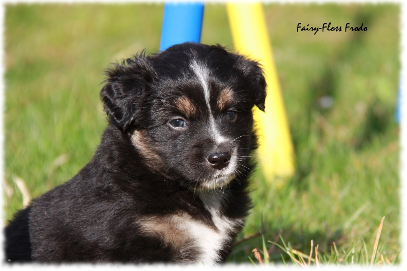 Mini Aussie Welpe - 33. Tag