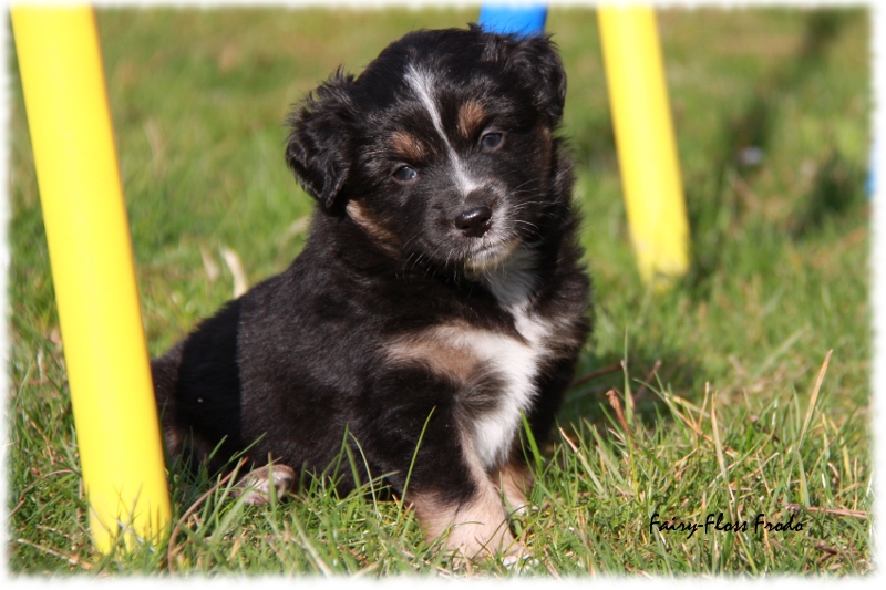 Mini Aussie Welpe - 33. Tag