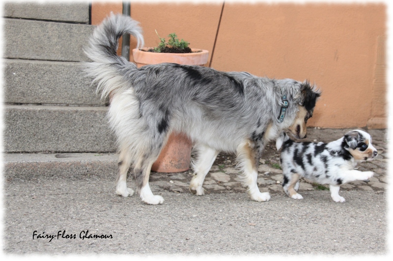 Mini Aussie Welpe - 33. Tag