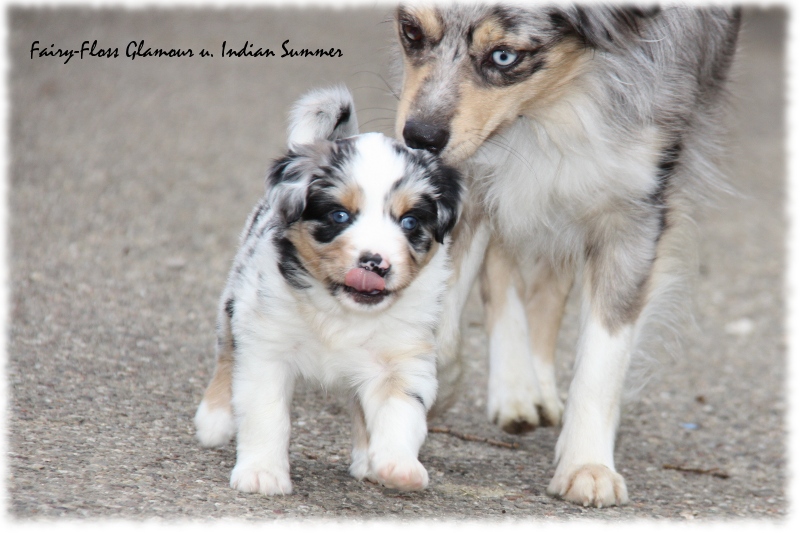 Mini Aussie Welpe - 33. Tag