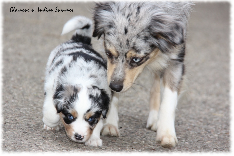 Mini Aussie Welpe - 33. Tag